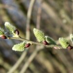 Česko – Přeháňky zasáhnou východ uzemí a jinde se ukáže slunce 8