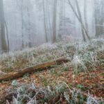 Česko čeká nejchladnější ráno druhé půlky dubna: mrazy až -5 °C ohrozí sady 4