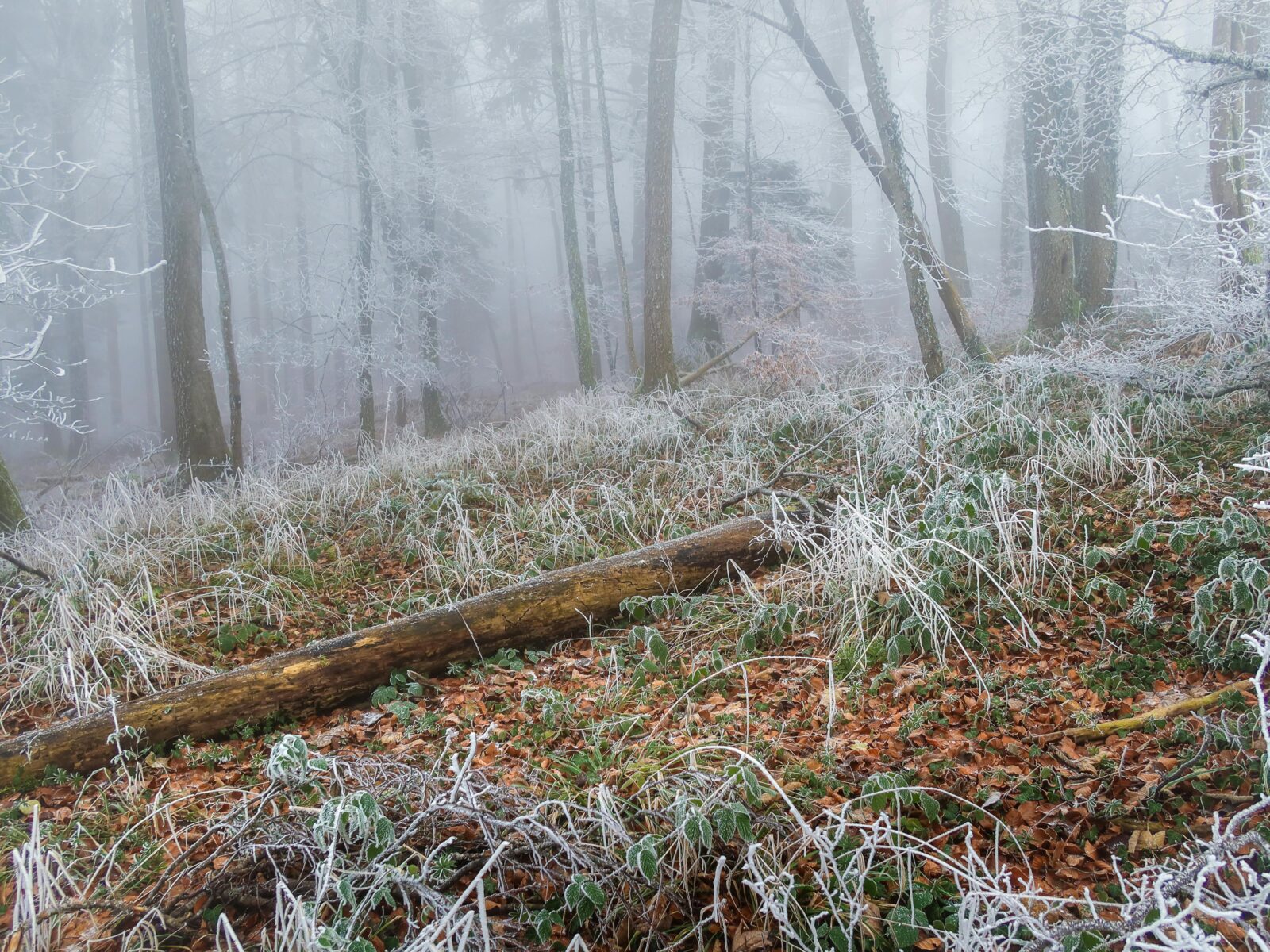 Česko – Mrznoucí mlhy zledovatí vozovky a teploty dosáhnou 11 °C