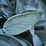 Česko: suchý týden bez srážek, mrazíky až -3 °C ohrožují vegetaci 8