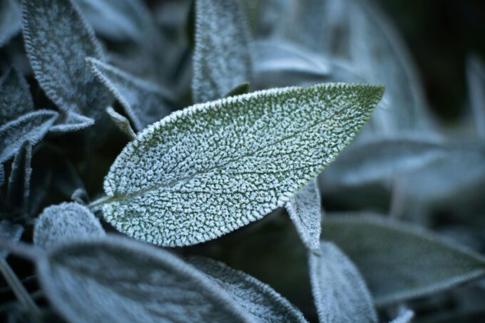 Česko: suchý týden bez srážek, mrazíky až -3 °C ohrožují vegetaci