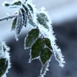 Česko čeká nejstudenější noc týdne: mráz až -5 °C hrozí úrodě 4