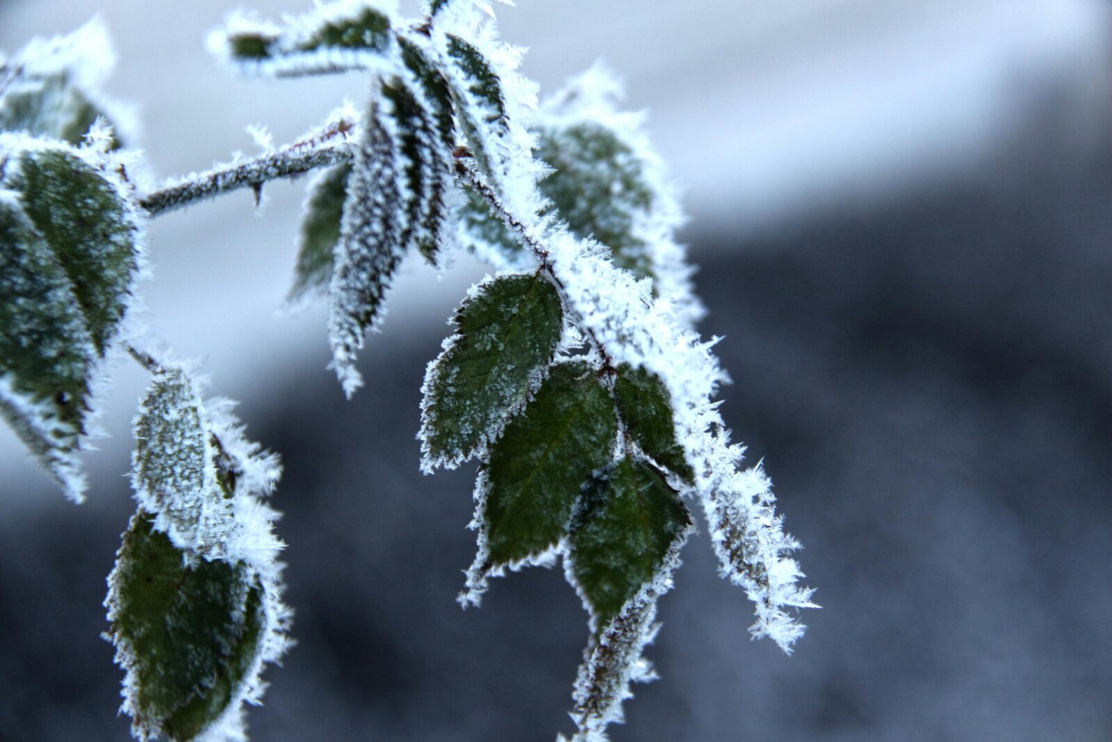 Česko čeká nejstudenější noc týdne: mráz až -5 °C hrozí úrodě