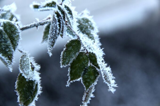 Česko čeká nejstudenější noc týdne: mráz až -5 °C hrozí úrodě 10