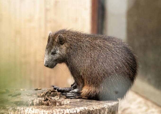 Zoo Praha – Ondřej Sokol odhalí pohlaví mláděte vombata 6