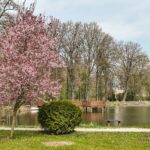 Česko – Slunce zvedne odpolední teploty na 15 °C a přeháňky nehrozí 8