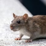 Hantavirus v Evropě: kde hrozí nákaza a první příznaky 8