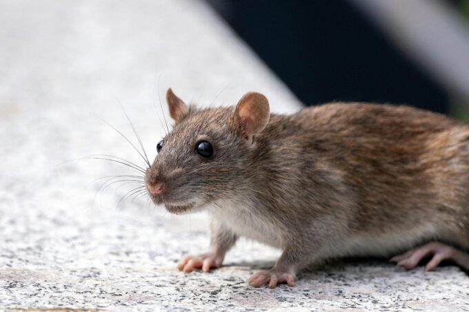 Hantavirus v Evropě: kde hrozí nákaza a první příznaky