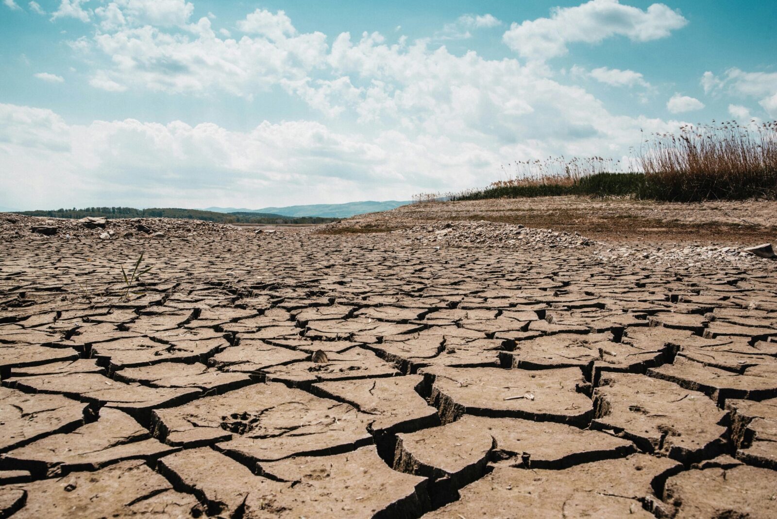 Silné El Niño může do roku 2028 zvýšit ceny potravin o 15,8 procenta