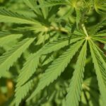 Marihuana