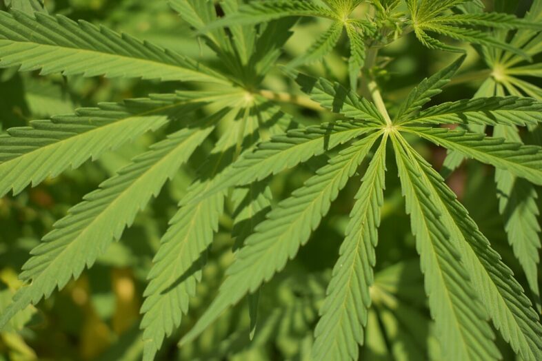 Marihuana